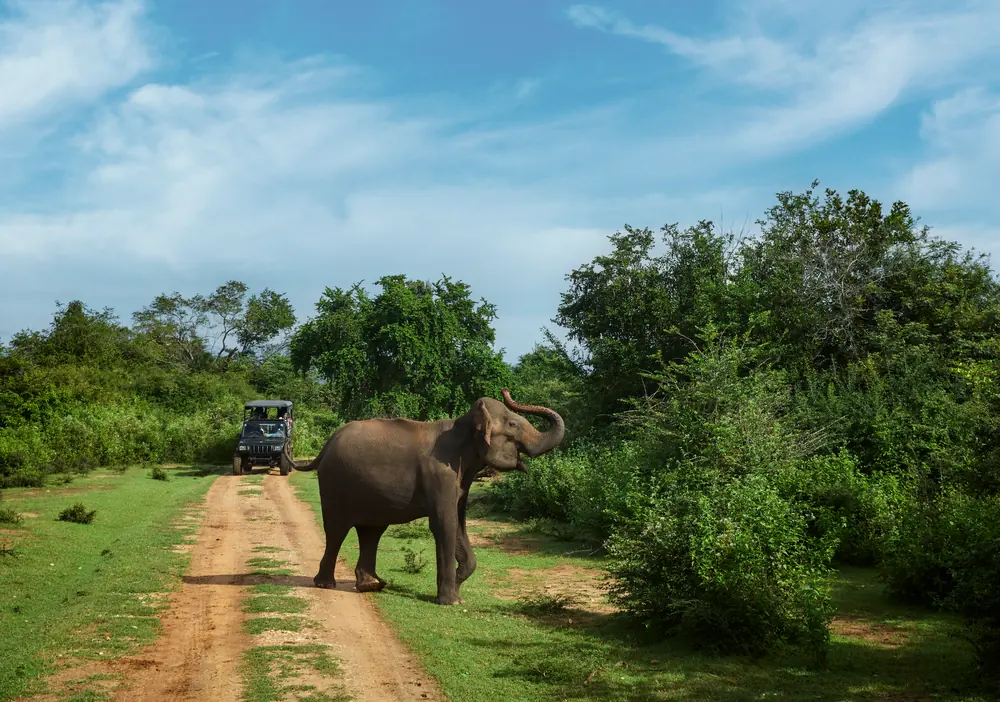 An elephant beside the track on a safari drive in southern Sri Lanka